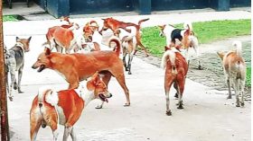 ঝালকাঠিতে বেওয়ারিশ কুকুরে আতঙ্ক