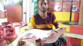 কলাপাড়ায় বড়শিতে ধরা পড়েছে সাড়ে ৭ কেজি ওজনের পাঙ্গাস