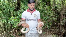 পটুয়াখালীতে অজগর নিয়ে বেদেদের চাঁদাবাজি, উদ্ধারের পর অবমুক্ত