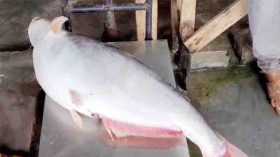 কুয়াকাটায় ইলিশের জালে ধরা পড়লো ১০ কেজির পাঙাশ