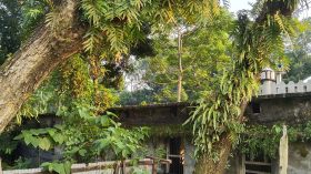 ঝালকাঠিতে মাদরাসা ভবনের উপর ঝুঁকিপূর্ণ গাছ