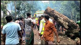 সড়কের গাছ সরাতে ৩২ ঘণ্টা পার, আটকে পড়ে শতাধিক যান