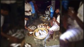 বরিশালে নিষেধাজ্ঞার মধ্যেও ইলিশের হাট: টর্চের আলোতে চলে কেনা-বেচা