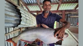 পটুয়াখালীতে জেলের জালে সাড়ে ৮ কেজির পাঙাশ