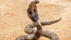 ঝালকাঠিতে সাপের কামড়ে গৃহবধূর মৃত্যু