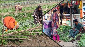 ঝালকাঠিতে শীতকালীন সবজি চাষে ব্যস্ত কৃষকেরা