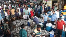 বরিশাল মোকামে ইলিশের ছড়াছড়ি