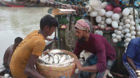 পাথরঘাটায় প্রথম দিনই বিক্রি ৬৭৪১ কেজি মাছ