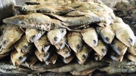 পটুয়াখালীতে মৌসুমে কোটি টাকার নোনা ইলিশ বিক্রি