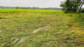 বাউফলে ঘূর্ণিঝড়ে আমন ধান ও সবজির ব্যাপক ক্ষতি
