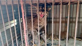 পটুয়াখালীতে সাবেক ইউপি সদস্যর বাড়িতে মিললো খাঁচাবন্দি মেছো বাঘ