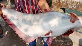 ঝালকাঠির সুগন্ধায় ধরা পড়লো ৮ কেজির পাঙাশ