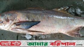 বড়শিতে লাক্ষা মাছ, দাম ৪০ হাজার টাকা!