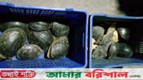 কলাপাড়ায় ২১ সুন্ধি কাছিম উদ্ধার, দুই ব্যবসায়ীর জরিমানা