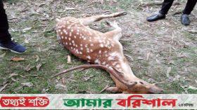 মারা গেল বিষখালী নদী থেকে উদ্ধার হওয়া হরিণ