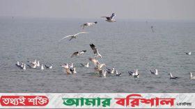 অতিথি পাখিতে মুখর রাঙ্গাবালীর চরাঞ্চল