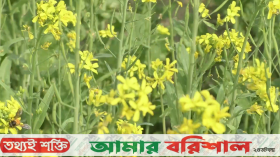 বরিশালে সরিষার বাম্পার ফলনের স্বপ্ন দেখছেন কৃষকরা