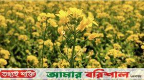 সরিষা ক্ষেতে হলুদ ফুলে কৃষকের মুখে ফুটেছে হাসি