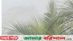 বেতাগীতে কুয়াশা তো নয় যেন ঝিরি ঝিরি বৃষ্টি