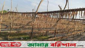 কুয়াকাটায় শুঁটকির উৎপাদন বাড়লেও দুর্ভোগে ব্যবসায়ীরা