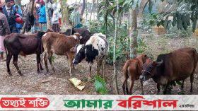 দুমকীতে ট্রাক জব্দ, উদ্ধার ৬ গরু হস্তান্তর