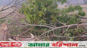 রাজাপুরে ইউপি সদস্যসহ দুই ভাইয়ের বিরুদ্ধে গাছ নিধনের অভিযোগ