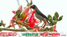 শেষ হয়ে আসছে শীতের যৌবন, আগমনী বার্তা বসন্তের