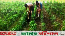 কুয়াকাটা উপকূলে মরিচ চাষে ব্যস্ত কৃষকরা