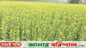 বরিশালে সরিষা চাষে আগ্রহী হচ্ছেন কৃষকরা