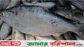 পটুয়াখালীতে লেকে মিললো ৬০০ গ্রামের ইলিশ