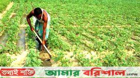 পাথরঘাটায় আলু চাষে ব্যস্ত কৃষকরা