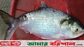বরগুনায় ২ কেজির ইলিশের দাম হাঁকলেন সাড়ে ছয় হাজার