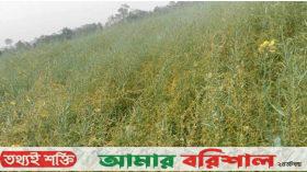 ঝালকাঠিতে ফটোসেশনের পর সরিষাক্ষেতের নতুন আপদ শূন্যলতা