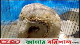 কলাপাড়ায় লক্ষ্মীপ্যাঁচা উদ্ধারের পর অবমুক্ত