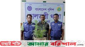 বরগুনায় বাড়ির উঠানে গাঁজা চাষ, আটক ১