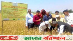 বরগুনায় লবণসহিষ্ণু গম চাষে সাফল্য