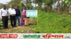 বামনায় কৃষি বিভাগের সহযোগিতায় কৃষক আঃ রব শিকদারের করল্লার বাম্পার ফলন