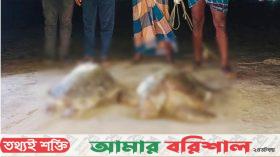 কুয়াকাটা সৈকতে ভেসে এসেছে মৃত জোড়া কচ্ছপ