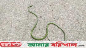পটুয়াখালীতে দেখা মিলল উড়তে পারা বিরল সাপের