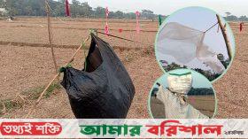 ফাঁদ নয়, পাখি তাড়াতে কৃষকদের অভিনব কৌশল
