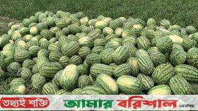 আমতলীতে অপরিপক্ব তরমুজ, দাম চড়া