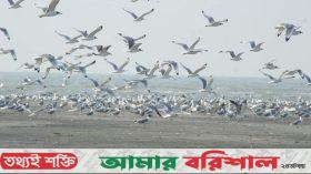 চর বিজয় যেন লাল কাঁকড়া আর অতিথি পাখির নির্ভরযোগ্য সাম্রাজ্য