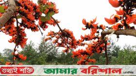 পলাশে রাঙানো বরিশাল বিশ্ববিদ্যালয়