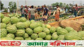 নাজিরপুরে জমে উঠেছে ভাসমান তরমুজ বিক্রির হাট