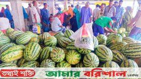 কাউখালীতে তরমুজের বাজারে ধস, মাইকিং করে বিক্রি হচ্ছে তরমুজ