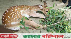 খাবারের সন্ধানে সুন্দরবনের ২ হরিণ পাথরঘাটায়