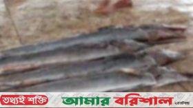 কলাপাড়ায় জেলের জালে ধরা পড়লো ৪টি পাখি মাছ