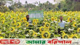 আমদানি ব্যয় কমাতে দক্ষিণাঞ্চলের সূর্যমুখী তেলের আবাদ