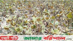 তীব্র তাপদাহে ব্যাহত হচ্ছে স্বাভাবিক জীবনযাত্রা, পুড়ছে ক্ষেতের ফসল
