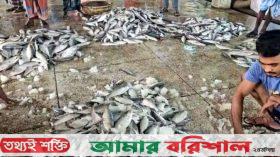 পটুয়াখালীতে জেলের জালে এক টানে ধরা পড়ল ১৩০ মণ ইলিশ